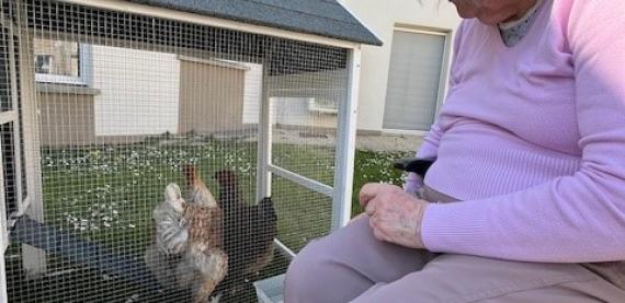 les poules 